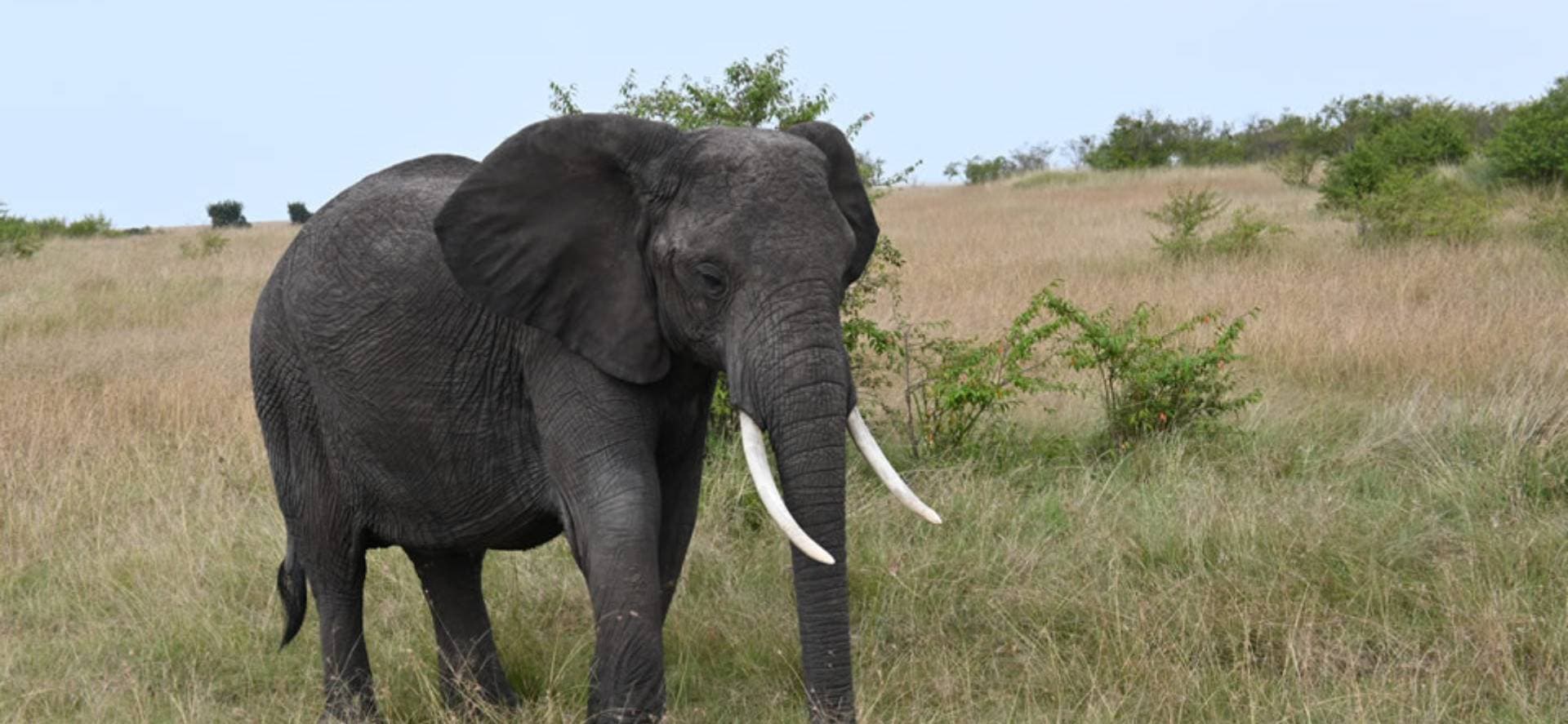 Elephant in the Maasai Mara