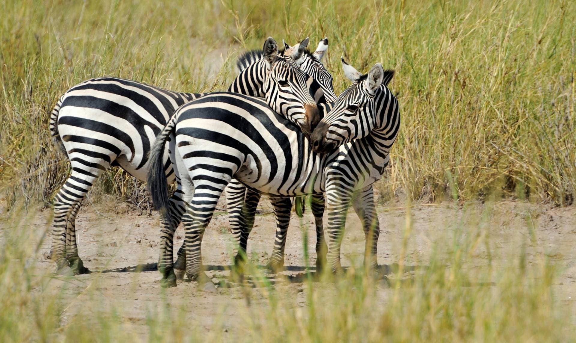 Zebra on a game drive from camp
